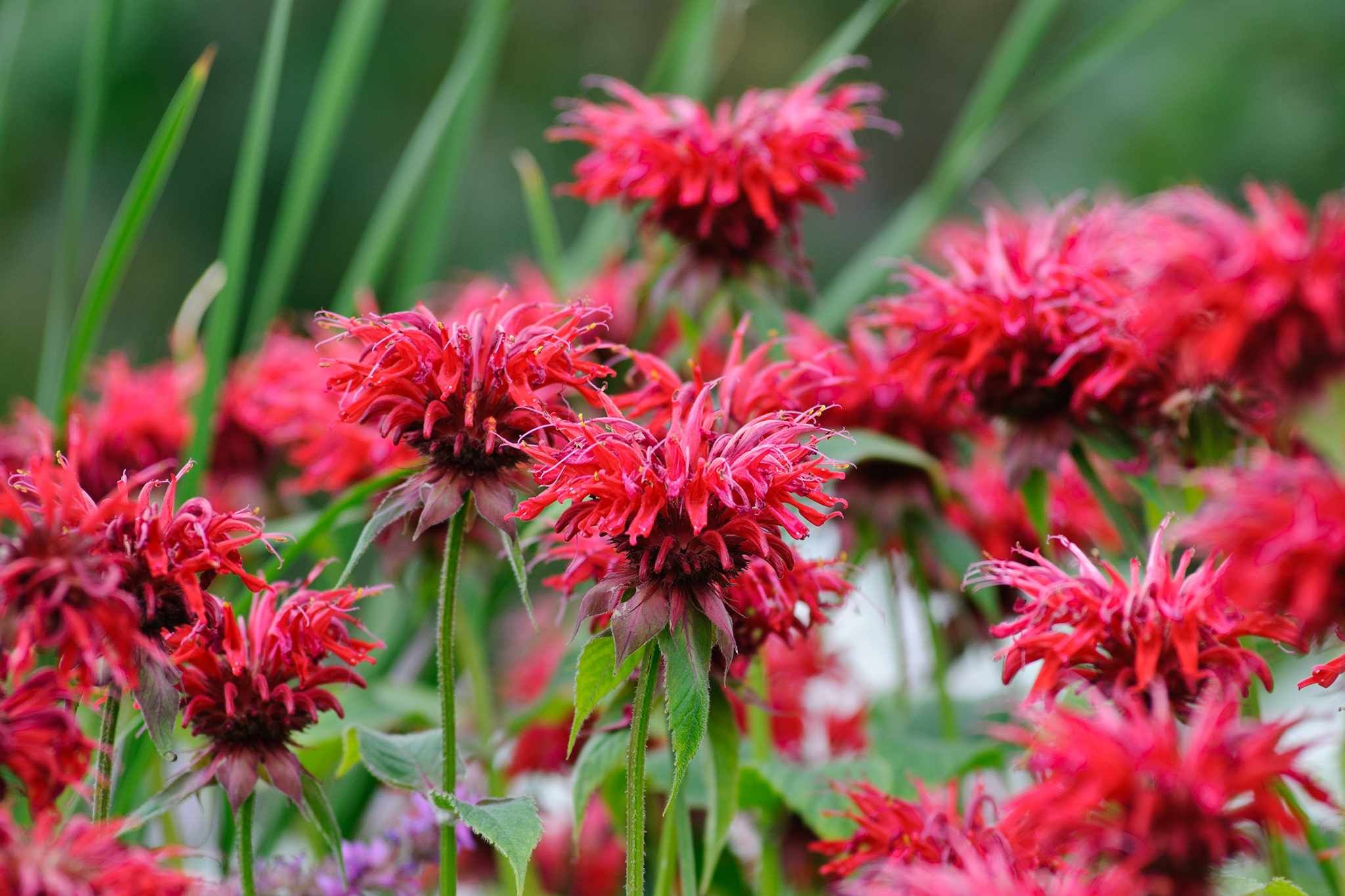 Monarda didyma 'Cambridge Scarlet'